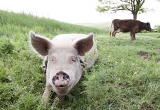 Pig And Cow Royalty Free Stock Photography