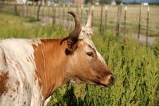 Longhorn Cow Stock Photos