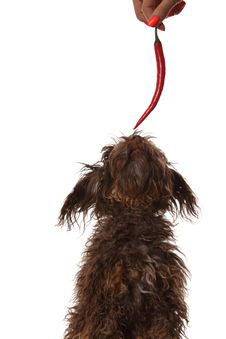 A Small Dog Runs For The Chili Pepper Royalty Free Stock Image A Small Dog Runs For The Chili Pepper Royalty Free Stock Image