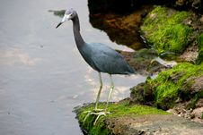 Little Blue Heron Stock Photo Little Blue Heron Stock Photo