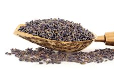Lavender Herb Flowers Royalty Free Stock Photos Lavender Herb Flowers Royalty Free Stock Photos