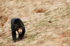 Black Bear Royalty Free Stock Photos Black Bear Royalty Free Stock Photos