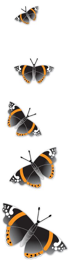 Admiral Butterflies Royalty Free Stock Photos Admiral Butterflies Royalty Free Stock Photos