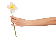 White Narcissus Stock Images White Narcissus Stock Images