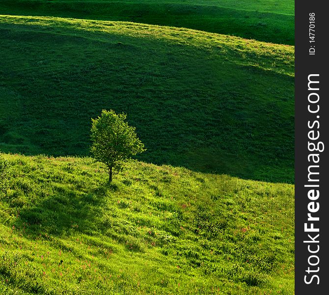 Green meadow and the tree