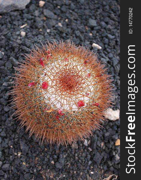 A spikey cactus pictured on the Canarian Island of Fuerteventura