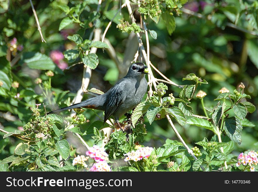 Gray catbird perching on a tree branch