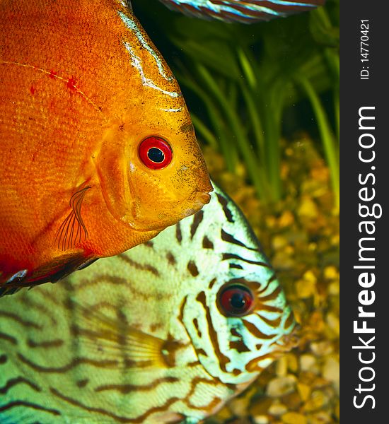 Two Discus Fish