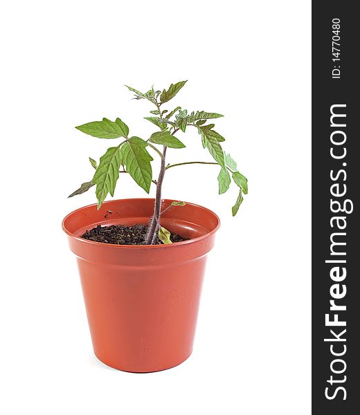 Organic tomato plant on a white background.