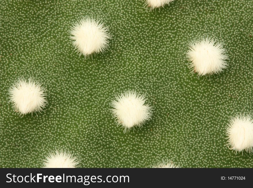 Close up of a Prickley pear leaf. (Opuntia microdasys, white form)