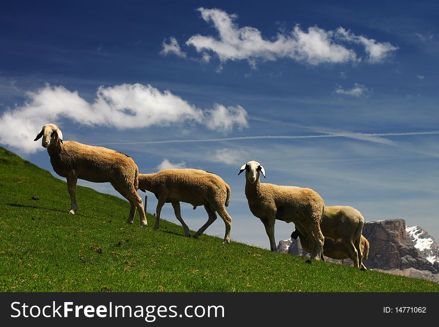 Three sheep on green meadow in the mountains. Three sheep on green meadow in the mountains