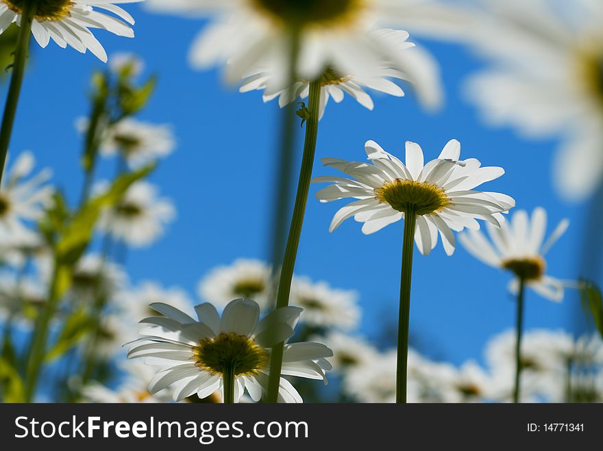 White chamomiles against blue sky