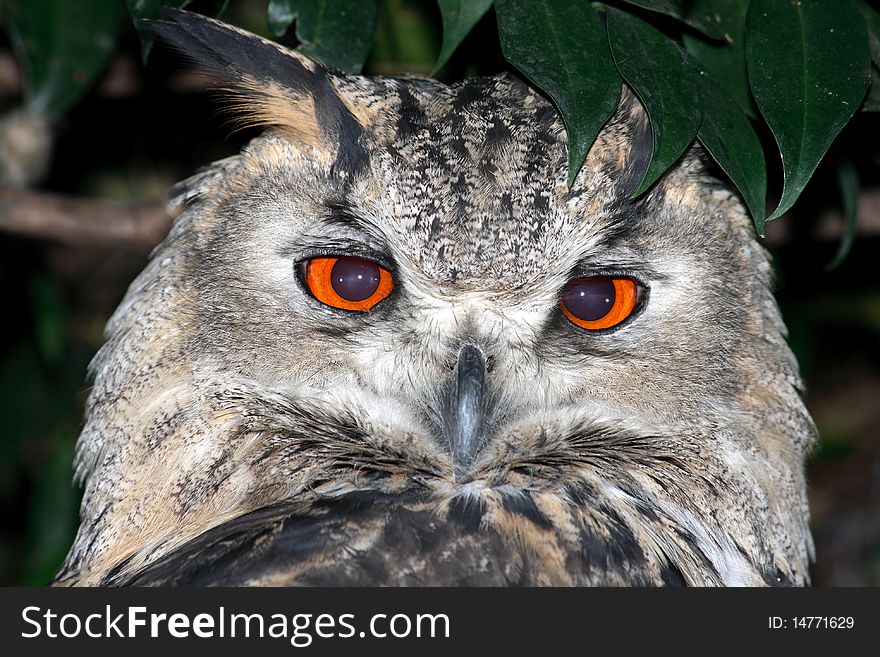 A close up of an owl taken at a zoo