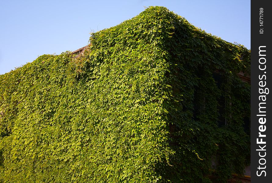 The house acquired a green ivy