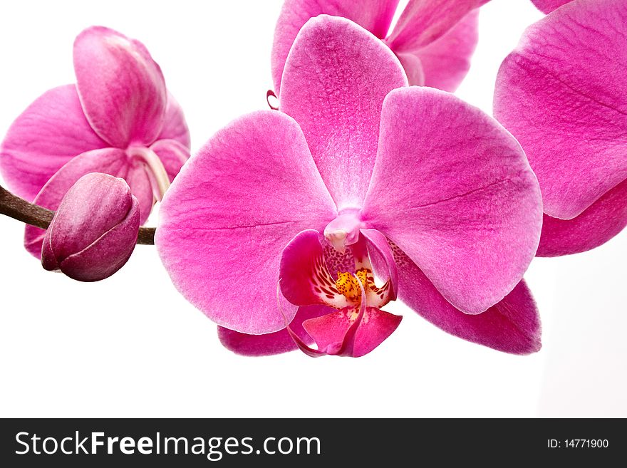 Pink Orchid flowers studio shot