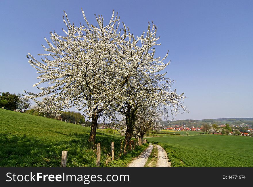 Footpath with cherry trees in Hagen, Lower Saxony, Germany, Europe. Footpath with cherry trees in Hagen, Lower Saxony, Germany, Europe
