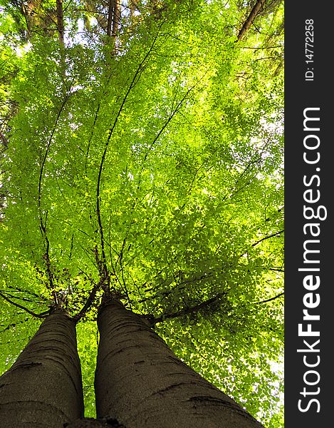 Treetop of green beech in spring