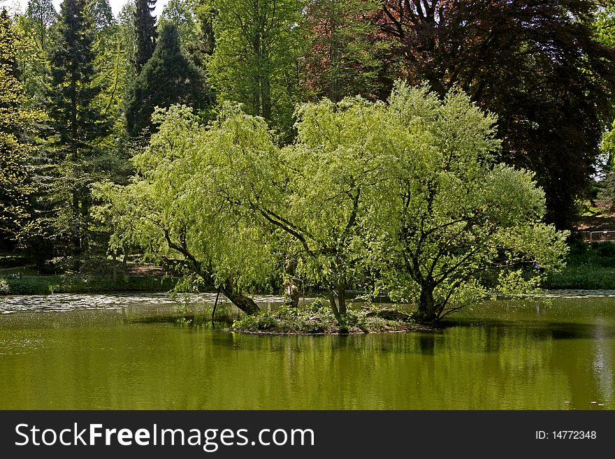 Pond landscape with willows in spring, North Rhine-Westphalia, Germany, Europe. Pond landscape with willows in spring, North Rhine-Westphalia, Germany, Europe