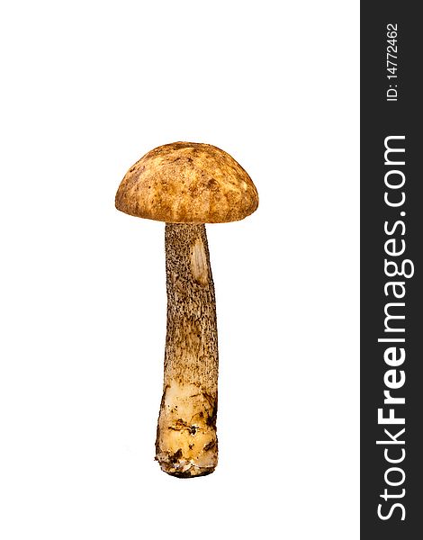 Mushroom - Leccinum scabrum on white background