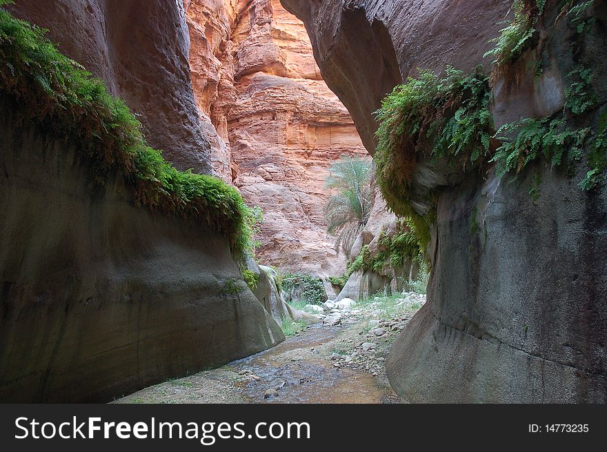 Deep canyon with greenery and flowing water  in Jordan desert near Petra. Deep canyon with greenery and flowing water  in Jordan desert near Petra.