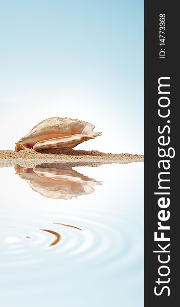 Close up view of sea shell on blue sky background