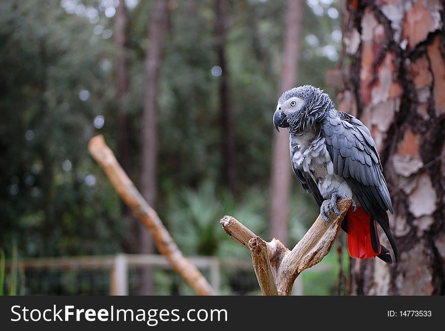 African Grey Parrot II