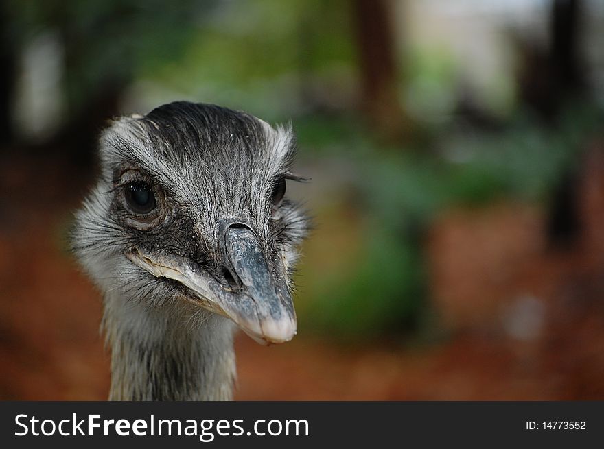 A Greater Rhea headshot, with nice bokeh and a quizzical gaze. Taken with Nikon D40 and 55-200mm Nikkor lens at 102mm, 1/50 and f4.8.