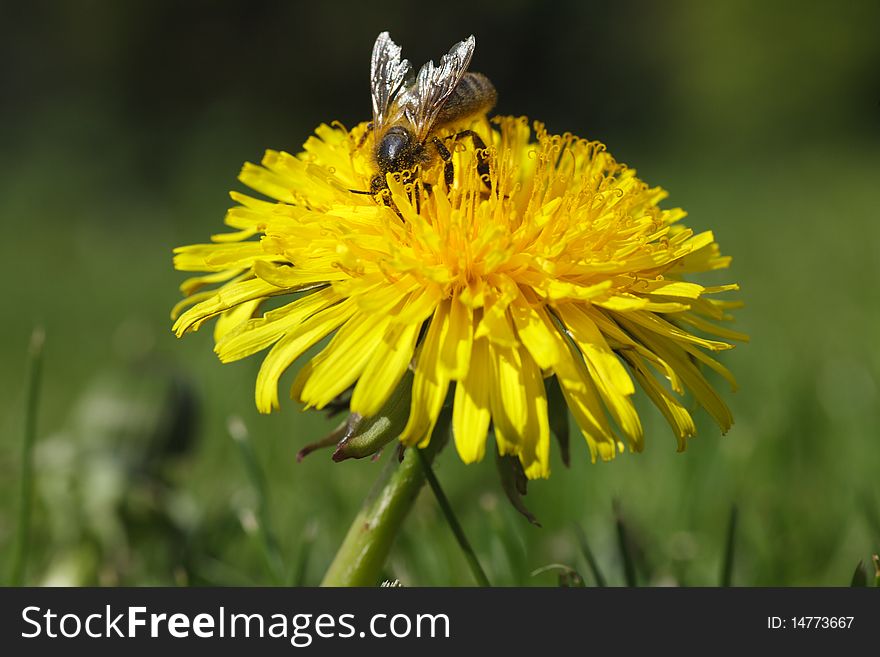 Meadow with yellow dandelion - honey bee. Meadow with yellow dandelion - honey bee