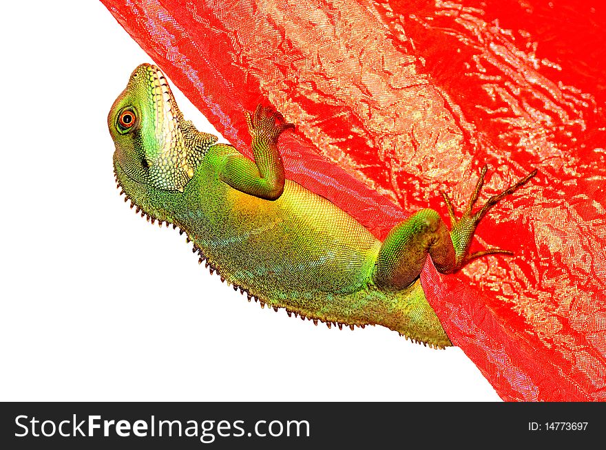 The photo shows a species of agama lizard that hangs on a red curtain, insulated picture. The photo shows a species of agama lizard that hangs on a red curtain, insulated picture.