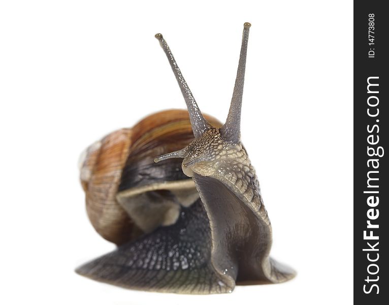 Edible snail isolated on white background