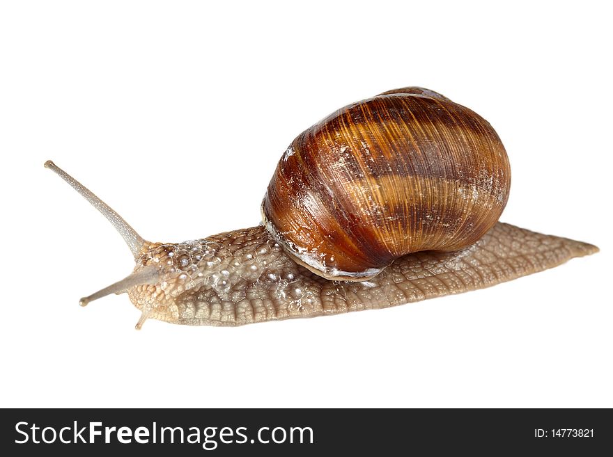 Snail On White Background