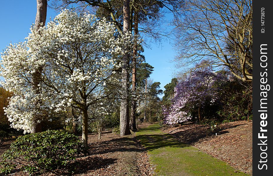 Flowering Magnolia Tree