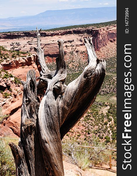 A dead tree with the red rocks in the background