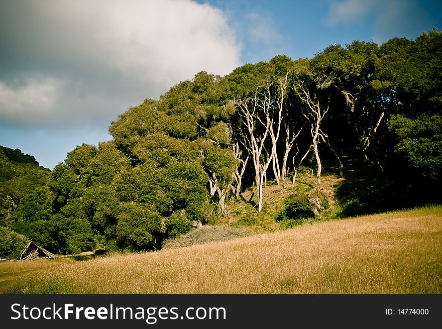 The sun breaks on a wooded hill of tall canopy trees.