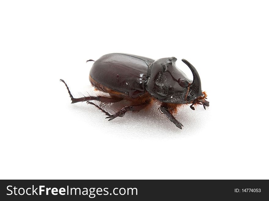 Bug a rhinoceros (Oryctes nasicornis) with the damaged forward pad on a white background