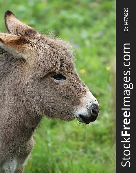 A small donkey puppy in a big field