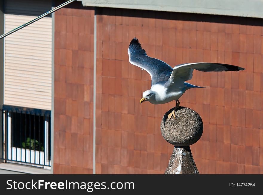 A seagull in a difficult position to balance