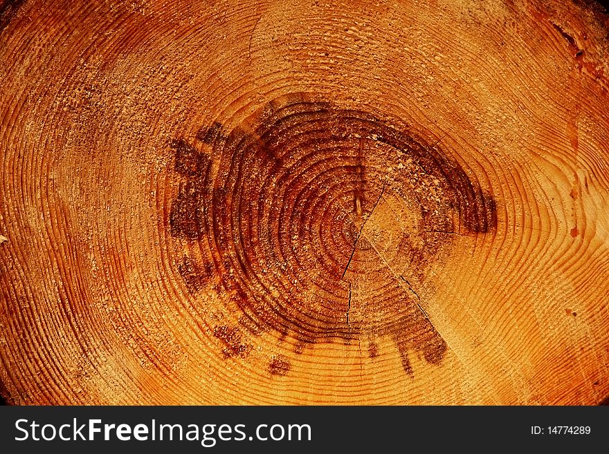 Pine-tree trunk cross-section.
