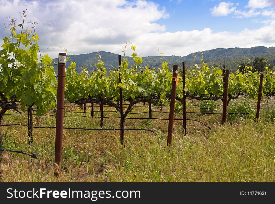 A Napa Valley Vineyard in the spring. A Napa Valley Vineyard in the spring.