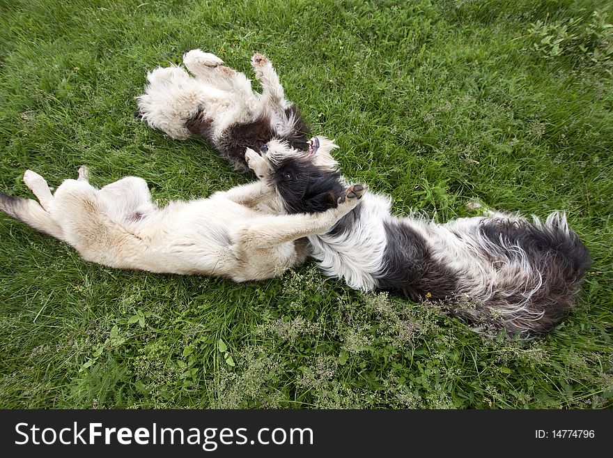 Three dogs playing in grass