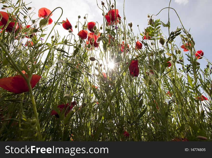 Poppies and sun shining through