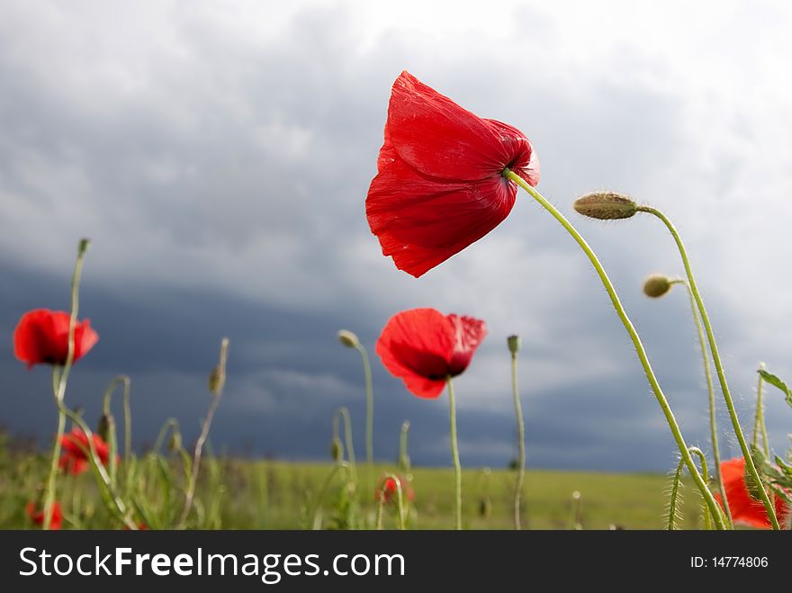 Beautiful poppies against blue sky