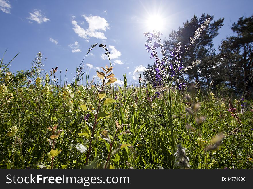 Field and blue sky with shining sun