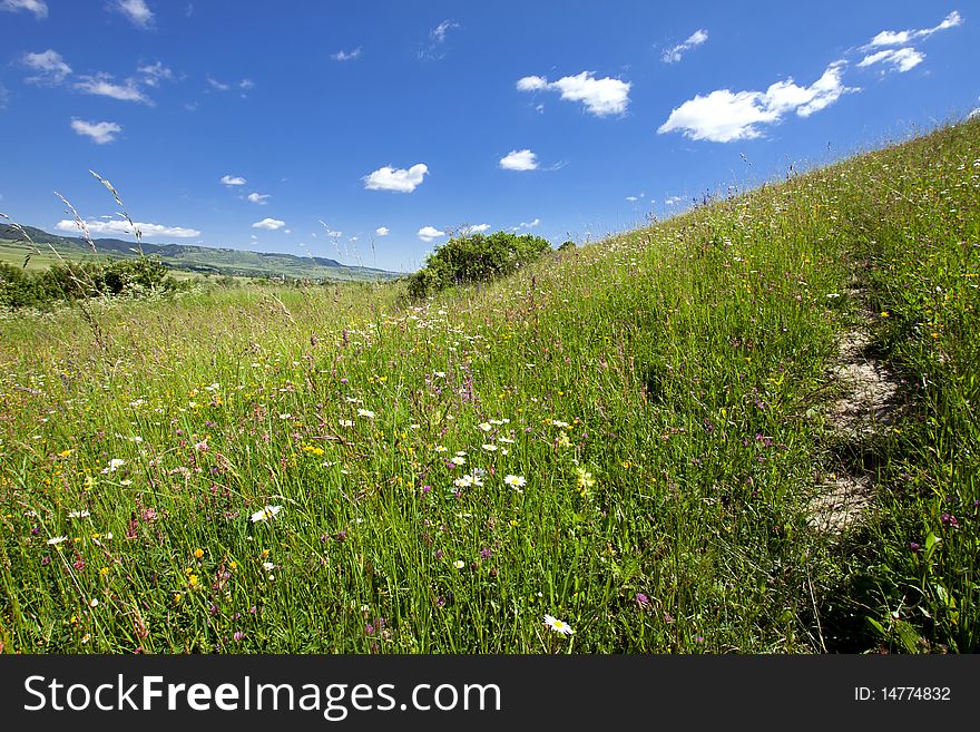 Field and blue sky