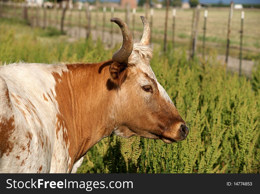 Head shot of Texas longhorn cow, brown and white coat