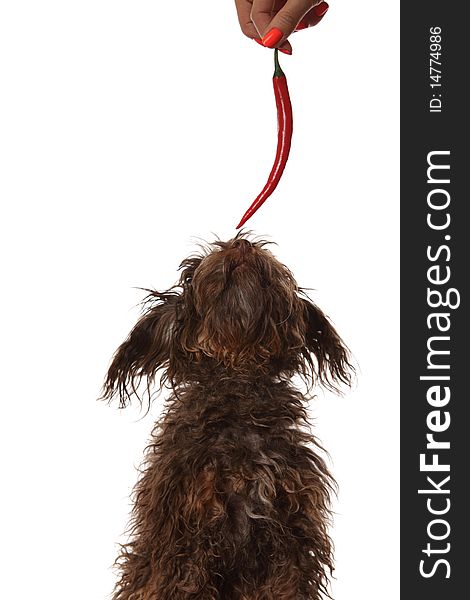 A Small Dog Runs for the Chili Pepper, isolated on white