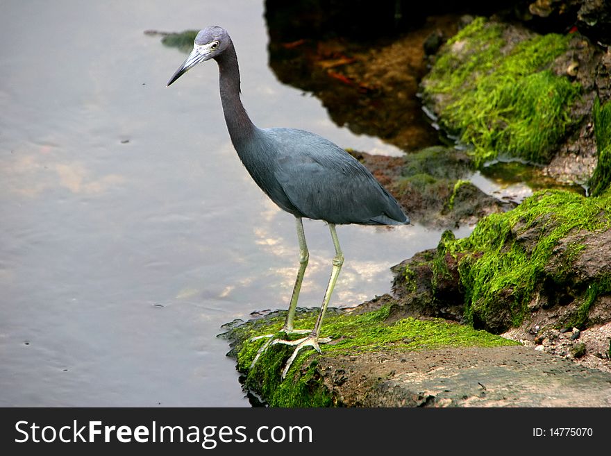 Little Blue Heron Ding Darling Wildlife Refuge Sanibel Florida