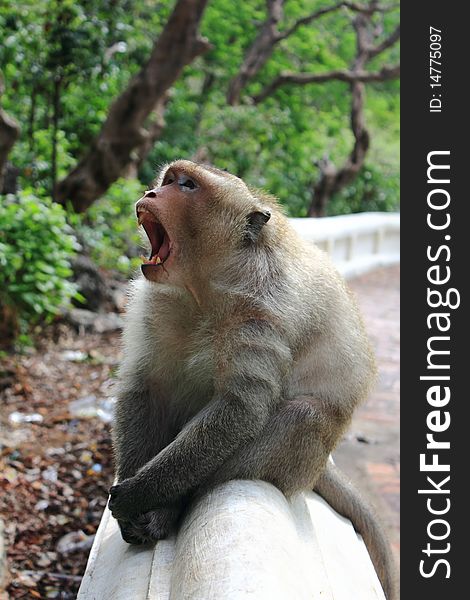 A Sitting Thailand Macaque Ape
