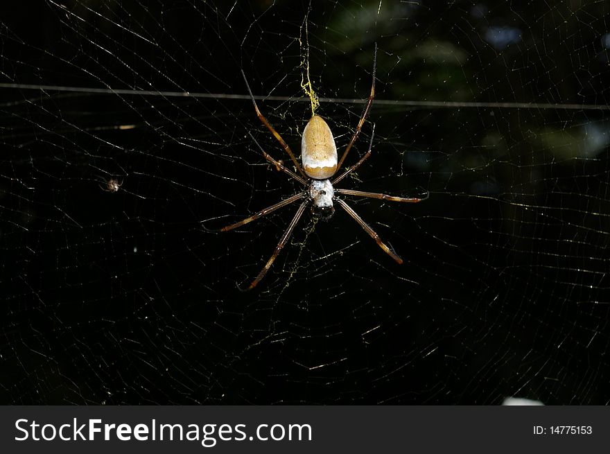 A large Spider in Venezuela