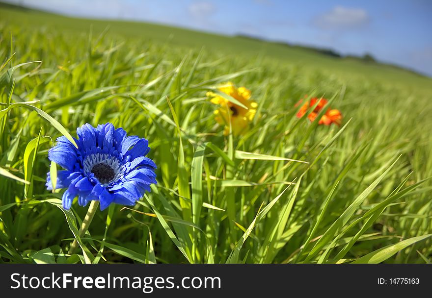 Blue, yellow,  and red flower in geen meadow. Blue, yellow,  and red flower in geen meadow